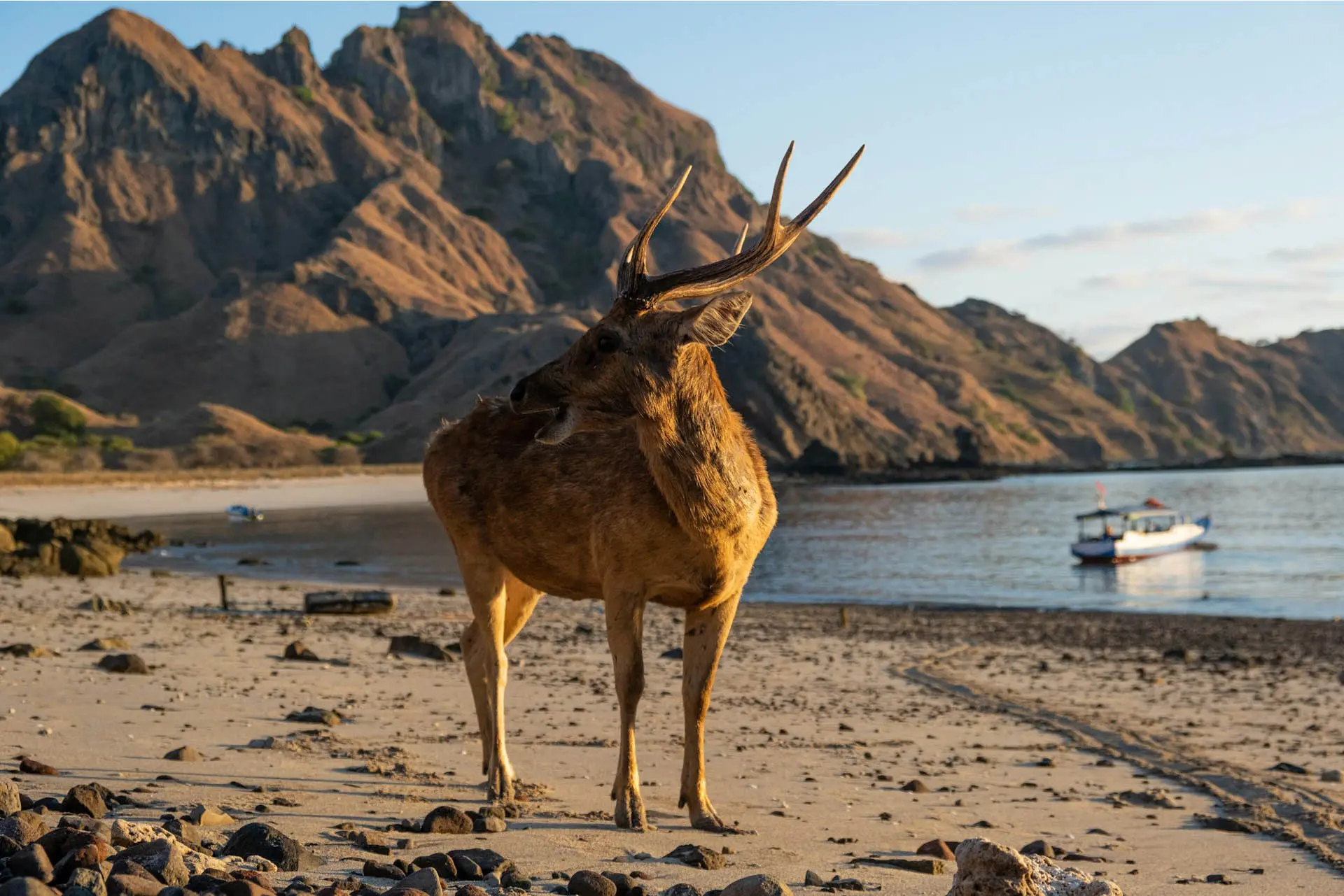 Wild deer on Padar Beach